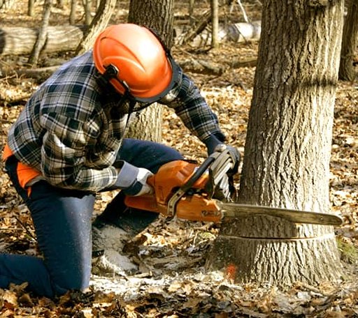 Tree Removal in Woolford, MD